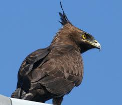 crowned-eagle